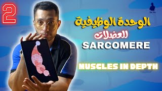 الوحدة الوظيفية للعضلات | Sarcomere 👌✨