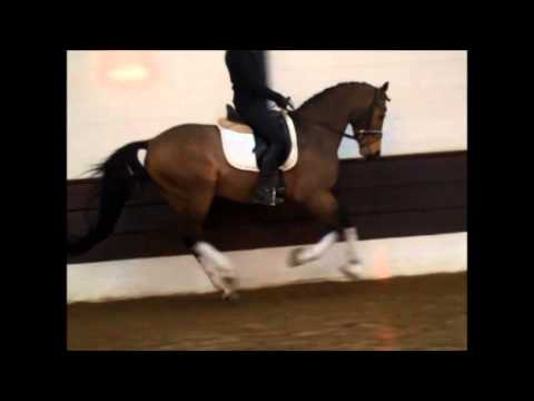 Reitponyhengst "PAV Talisman" 4j. Falbe v. Top Champy - Chantre B