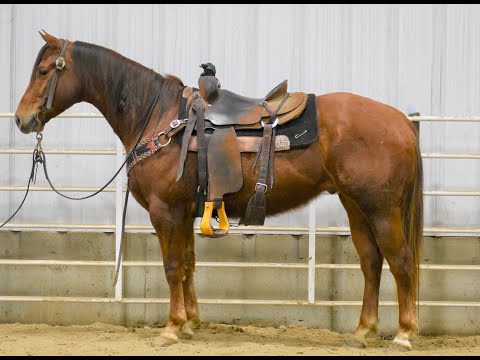 Pitzer Ranch 2020 Spring Sale Lot 1 SHOW RED SONG JOE