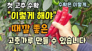 고추수확 후 이렇게 해야 때깔 좋은 고춧가루 만들 수 있습니다 고추따는방법 고추숙성방법 첫물고추수확