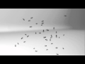 Lloyd Pest Control Ants
