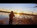 late season january mallards 4 man limit