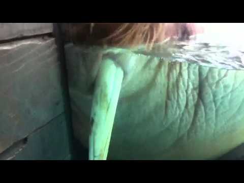 Walrus eating vomit over and over