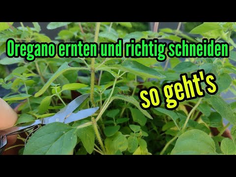 Cutting and harvesting oregano correctly - Everything about oregano harvesting and pruning Origan...