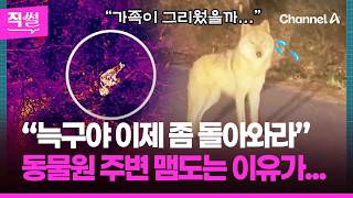 늑구가 동물원 주변 맴도는???? 이유 봤더니!????????…이 와중에 ‘어디가니 늑구맵’까지 등장했다는데!!! ???? [직썰]