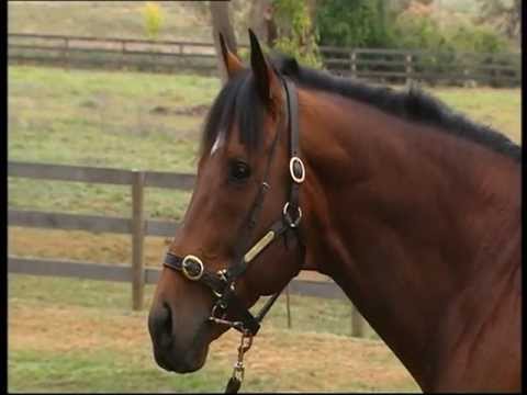 Foreplay returned to the stallion barn after successful stem cell treatment