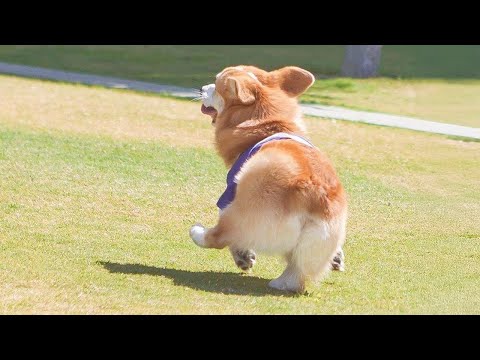 Les chiots sont nés pour être des comédiens extraordinaires. Vidéos de chiots drôles et mignons.