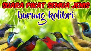 Download lagu SUARA PIKAT SEMUA JENIS BURUNG KOLIBRI || Suara Pikat Kolibri Ribut mp3
