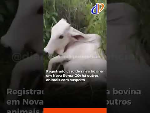 Registrado caso de raiva bovina em Nova Roma-GO;