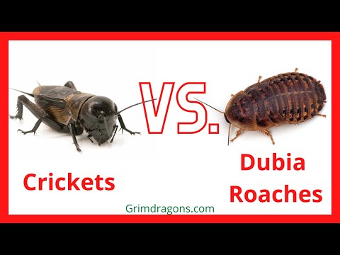 Dubia Roaches - live reptile food - Image 2