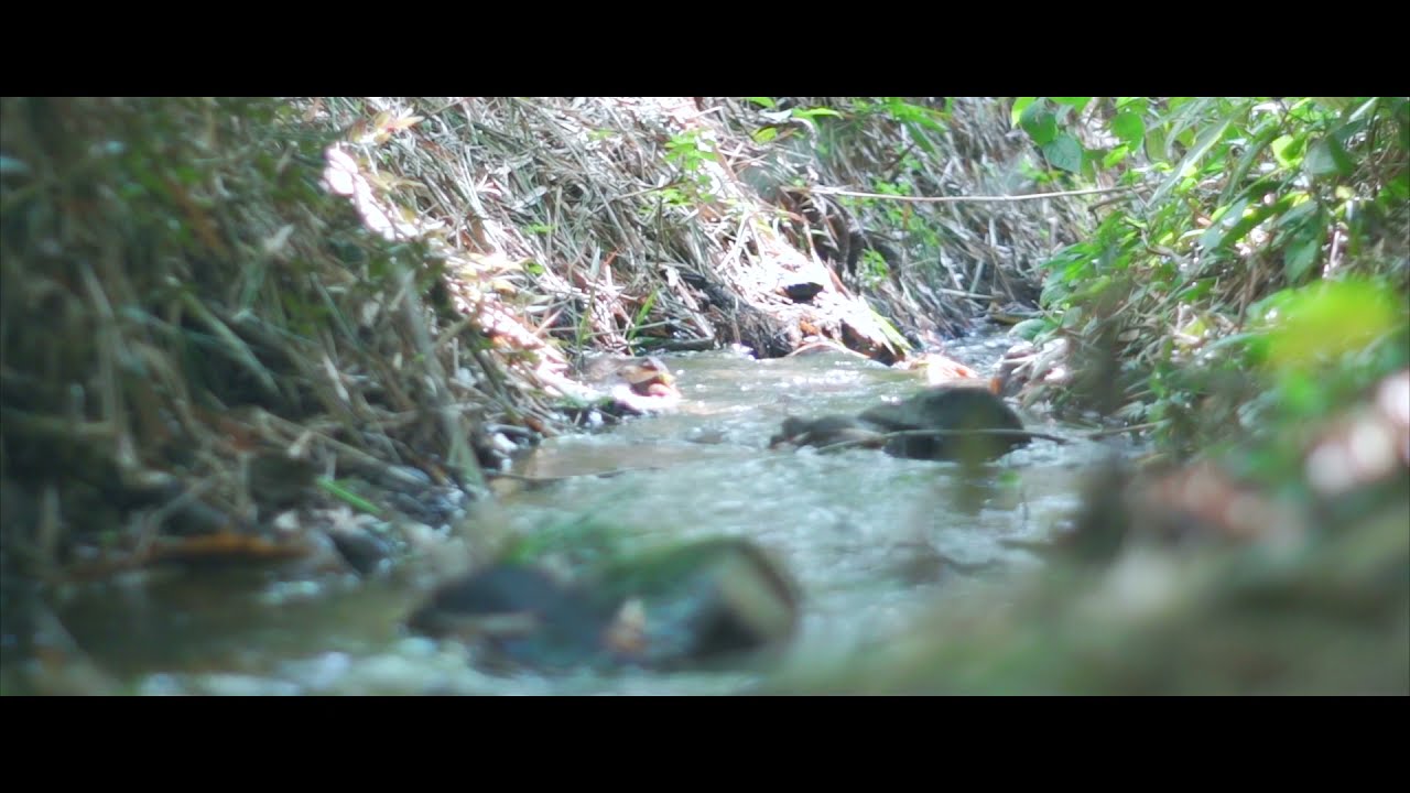 Javeriana Cali, un bosque urbano que convive con la biodiversidad
