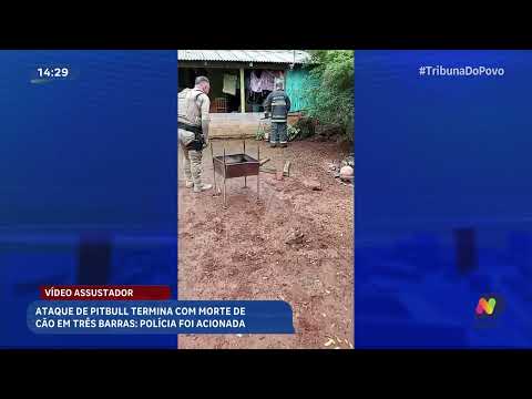 Ataque de pitbull termina com morte de cão em Três Barras