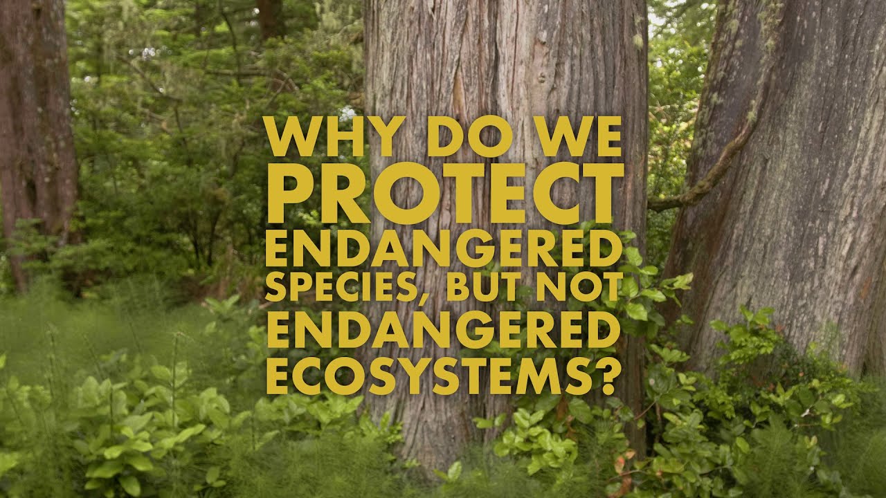 Why don't we protect endangered ecosystems like we do species?