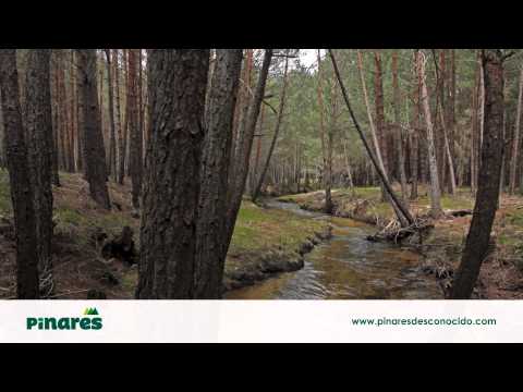 Pinares Desconocido - Palacios de La Sierra