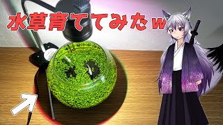 【アクアリウム入門】初心者が種から水草育ててみた！