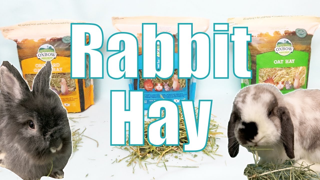 Watch video RABBIT HAY: Breakdown and Explanation of Different Hays and Grasses Now RABBIT HAY: Breakdown and Explanation of Different Hays and Grasses