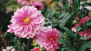 Cosmo&#39;s Midnight - Get To Know (feat. Winston Surfshirt)