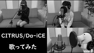 Da-iCEの「CITRUS」を【男女３人】で歌ってみた（シトラスcover）