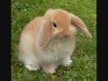 moloko - killa bunnies
