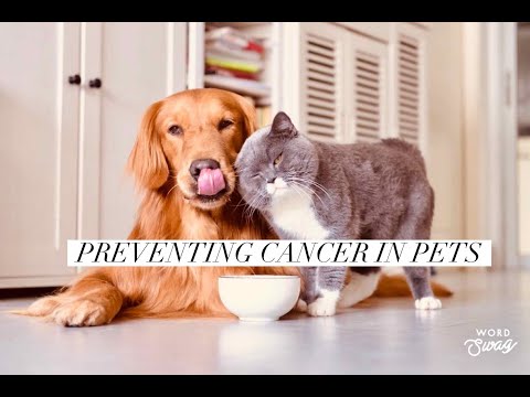 Preventing Cancer in Pets Over 80% of all dogs and cats come down with cancer now.