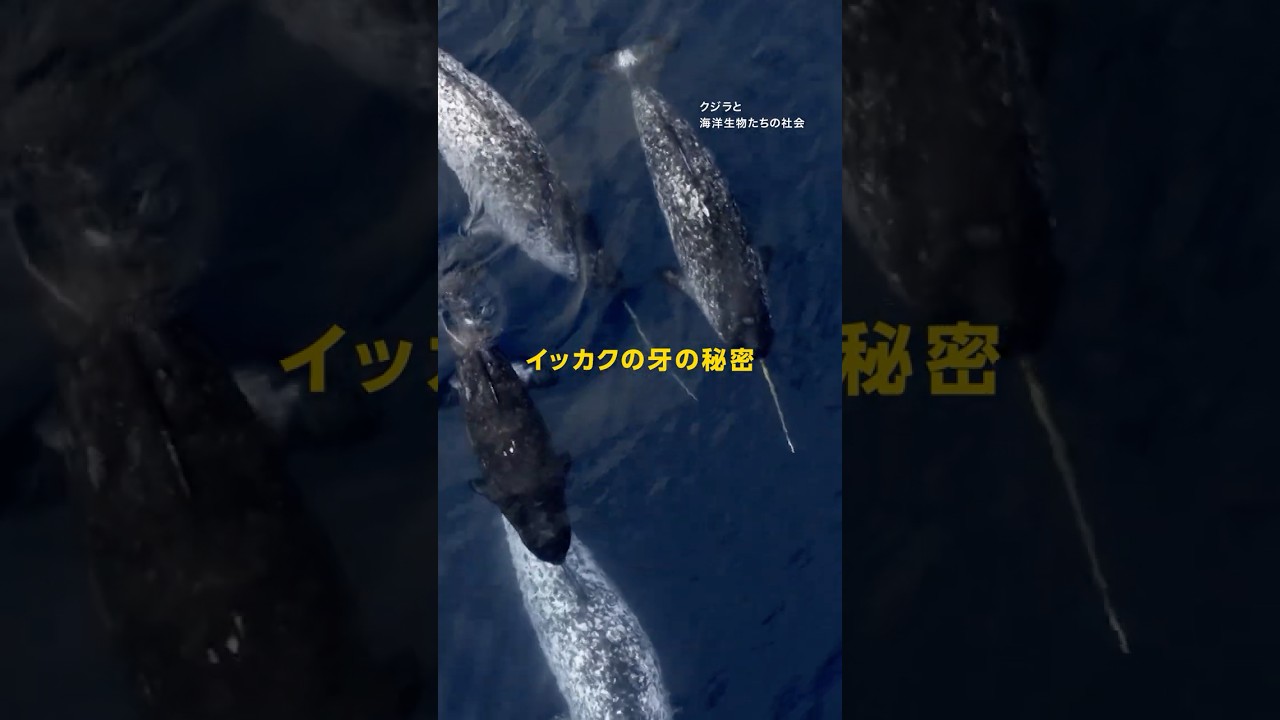 イッカクの牙の秘密 | ナショジオ