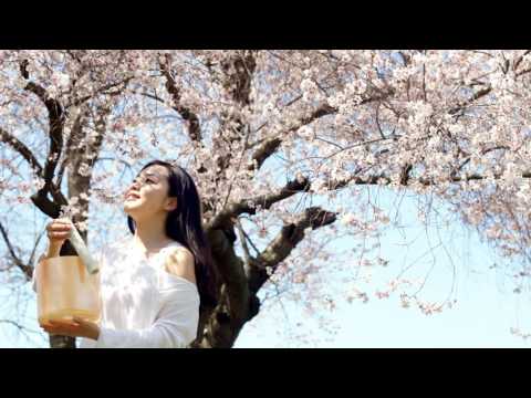 さくらさくら - Sakura Sakura - Japanese traditional folk song