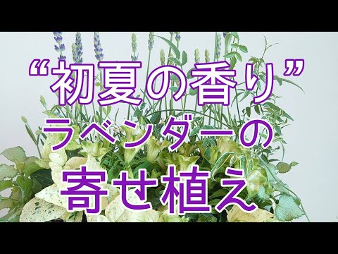 園芸 バタフライラベンダー、ホタテラベンダー、房状ラベンダー