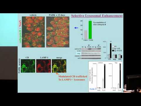 SENS5 - Positive Lysosomal Modulation to Treat Age-Related Protein Accumulation Diseases