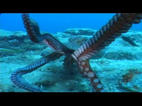 Oktopus - Fighting mit Paul's Artgenossen, St. Raphael / Cote Esterel / Ile d´Or,Frankreich