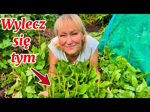 To Zioło Lecznicze Cię Zaskoczy. Spróbuj 🌿