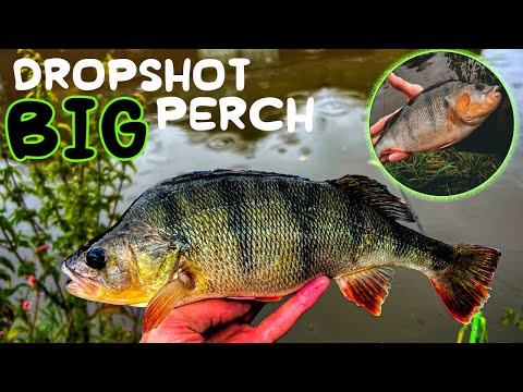 Dropshot and Lure fishing - One BIG PERCH Changes Everything