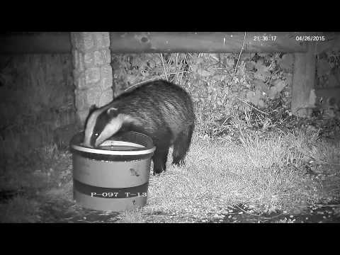 Clever badger finds hidden food and runs off growling ! - with sounds