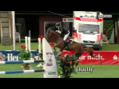 ChacfLy PS  (Chacoo-Blue x Sir Shutterfly x Cento)