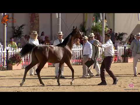N 73 AJAB   2020 Menton Mediterranean and Arab Countries Arabian Horse Championship   Yearling Colts