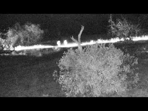 Djuma: Three Hyenas come by not long after Hosana leaves - 18:28 - 08/30/18