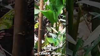 Download lagu ngintip cewek mandi mp3 Download lagu ngintip cewek mandi mp3