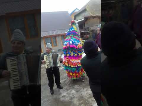 Capra corbasca 2018-2019