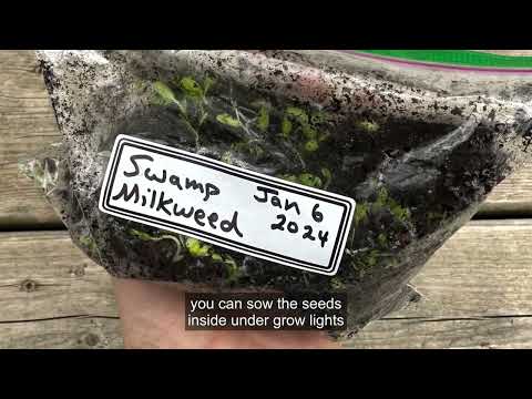 Planting Milkweed Seeds