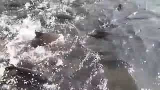 preview picture of video 'Fishes of Tunga River Near Sringeri'