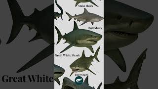 Great White Shark – The Apex Predator of the Ocean 🌊🦈🔥