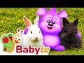 In The Animal World Learn Fun Facts About Rabbits BabyTV