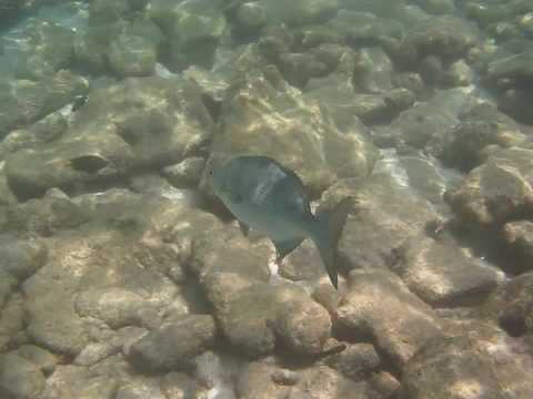 The fish and the girls, Snorkeling in Aruba, Baby beach 09 Video 2