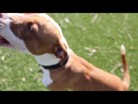 Pets of the week| BUSTER AND ESMA