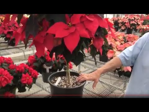 , title : 'Poinsettia care tips - how to keep your poinsettia looking good this year and next'