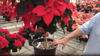 Poinsettia care tips - how to keep your poinsettia looking good this year and next