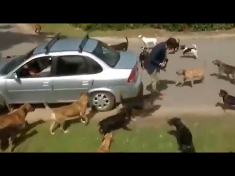 Periodista fue atacado por una gran cantidad de perros en plena transmisión en vivo