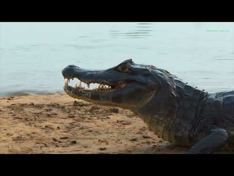 Gonzaga Blantez   Jacaré  Letra:Alcides Werk