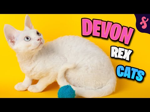 Top 10 Facts about Devon Rex Cat | Furry Feline Facts