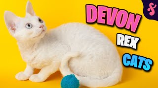 Top 10 Facts about Devon Rex Cat | Furry Feline Facts