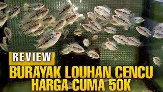 Download lagu Preview Harga Burayak louhan cencu HKM series Cuma 50K / Ekor Partai Lebih MURAH LAGI mp3 Download lagu Preview Harga Burayak louhan cencu HKM series Cuma 50K / Ekor Partai Lebih MURAH LAGI mp3